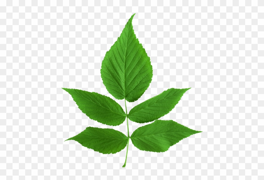 ขอบคุณเพื่อนๆ ทุกท่าน - Green Ash Tree Leaf #519803
