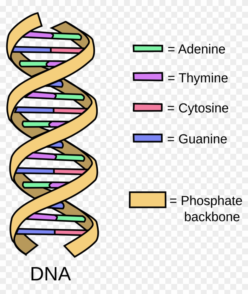 What Is Dna - Do Free Radicals Damage Dna #526369