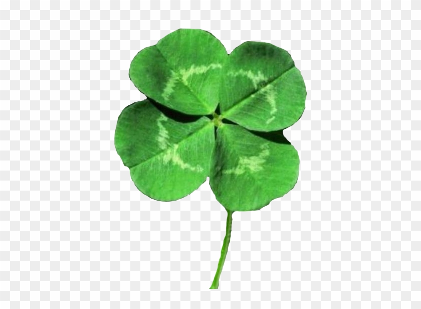 Four Leaf Clover - Four Leaf Clover #528528