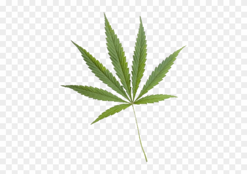 Medical Cannabis Hemp Clip Art - Medical Cannabis Hemp Clip Art #530183