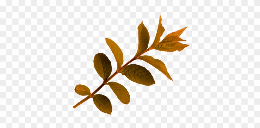 Png Sonbahar Yaprakları, Autumn Leaves Png, Autumn - Twig #530451