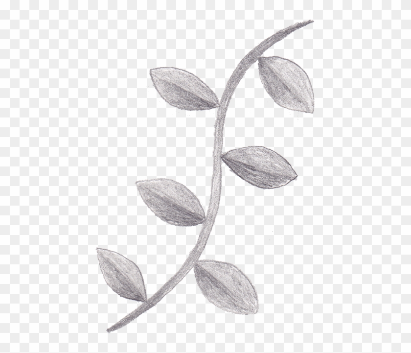 Vine Clipart Simple - Simple Vine Clipart #531254