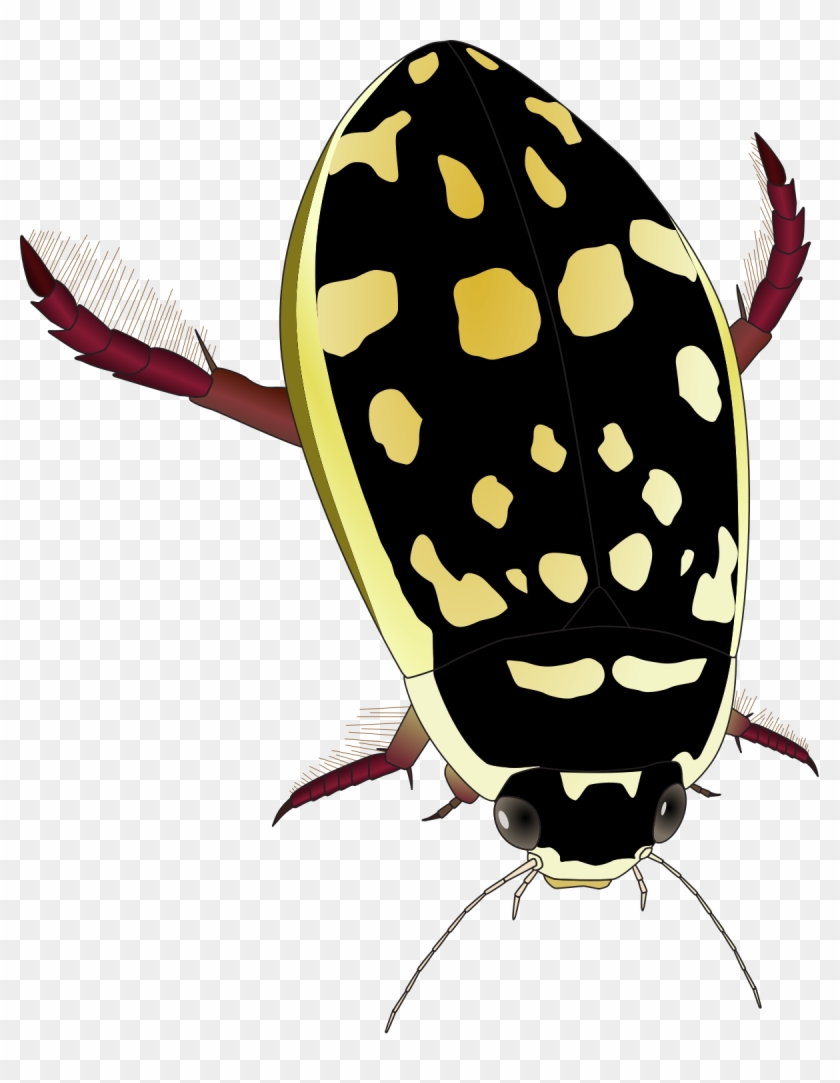 Thermonectus Marmoratus #531371