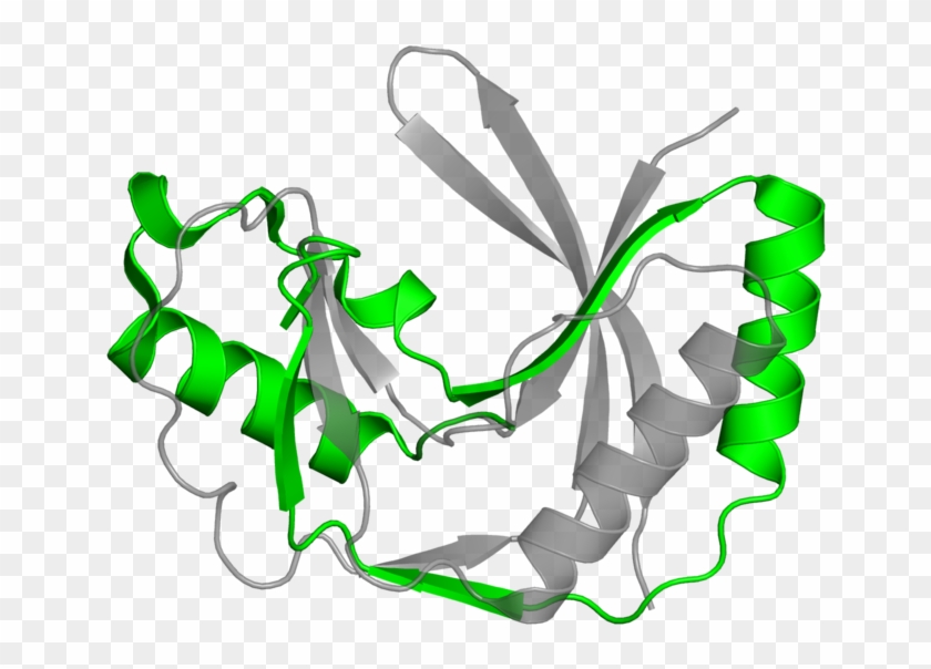 <div Class='caption-body'>1 Copy Of Pfam Domain - <div Class='caption-body'>1 Copy Of Pfam Domain #534040