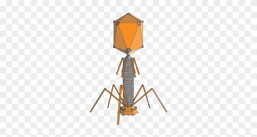 Their Genome, Which They Inject Into The Host's Cytoplasm, - Hershey And Chase Experiment #534163