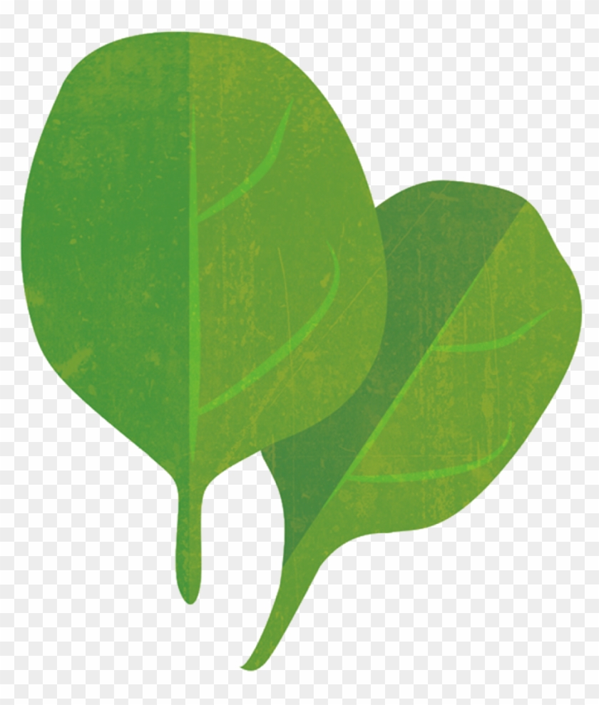 Spinach - Spinach #538205