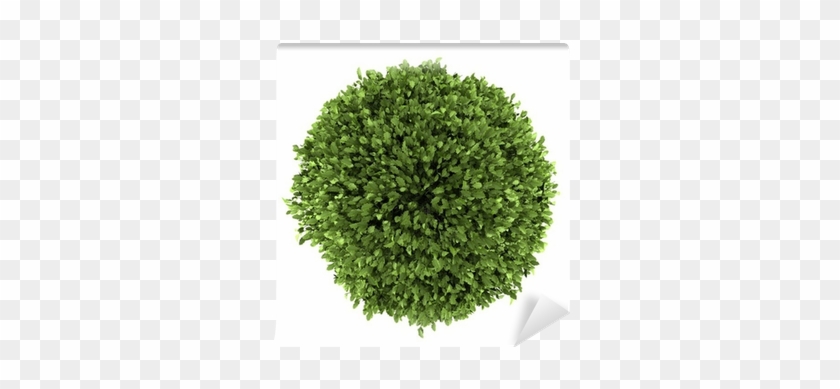 Top View Of Common Holly Bush Isolated On White Background - Bush Top View #538423