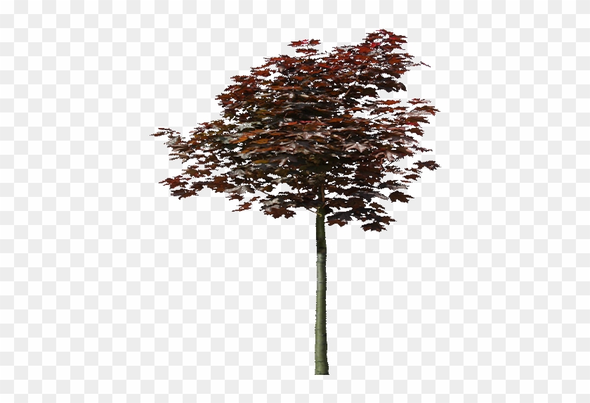 Gambel Oak #538526