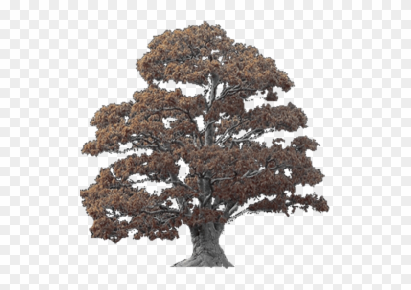 Bonsai #538534