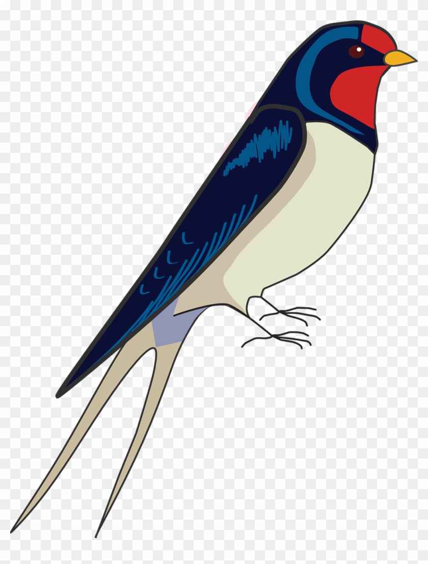 How To Draw A Bird Step By Step - Draw A Swallow Step By Step #540687