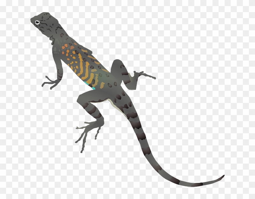 Cartoon Dragon Drawing Lizard Gecko Dragon Animal Drawing - Desert Lizard Clipart #540796