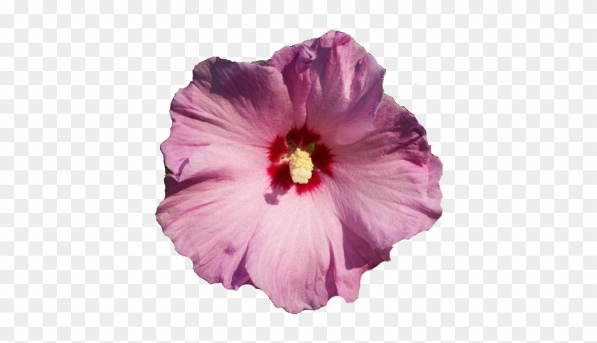 Pink Rose Of Sharon Flower Clipart - Rose Of Sharon Flower #541131