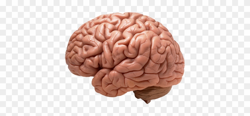 Brain's Cravings - Brain Png #542257