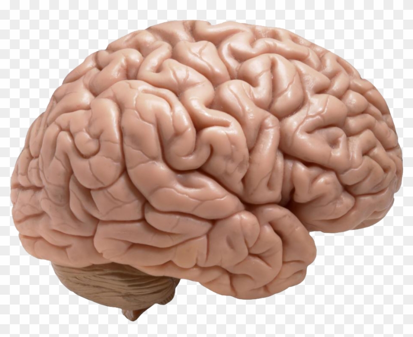 Brain - Convolutions Of The Brain #542263