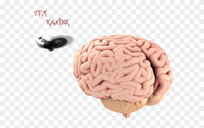 Brain Render 2 By Akumatataka - Brain Render Png #542279