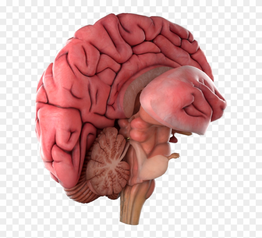 Brain - - Brain - #542335
