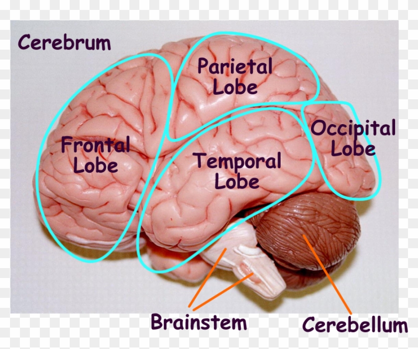 Image Result For Brain Cut In Half Labeled Model - Parts Of The Brain Model #542961