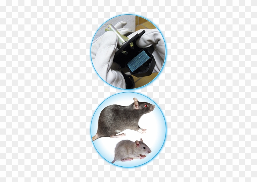 Anti Rats - Pestoff Ultrasonic Pest Repeller For Rats Mice Rodents #543177