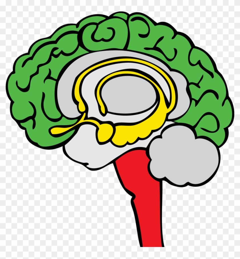 The Three Basic Regions Of The Brain - The Three Basic Regions Of The Brain #543397