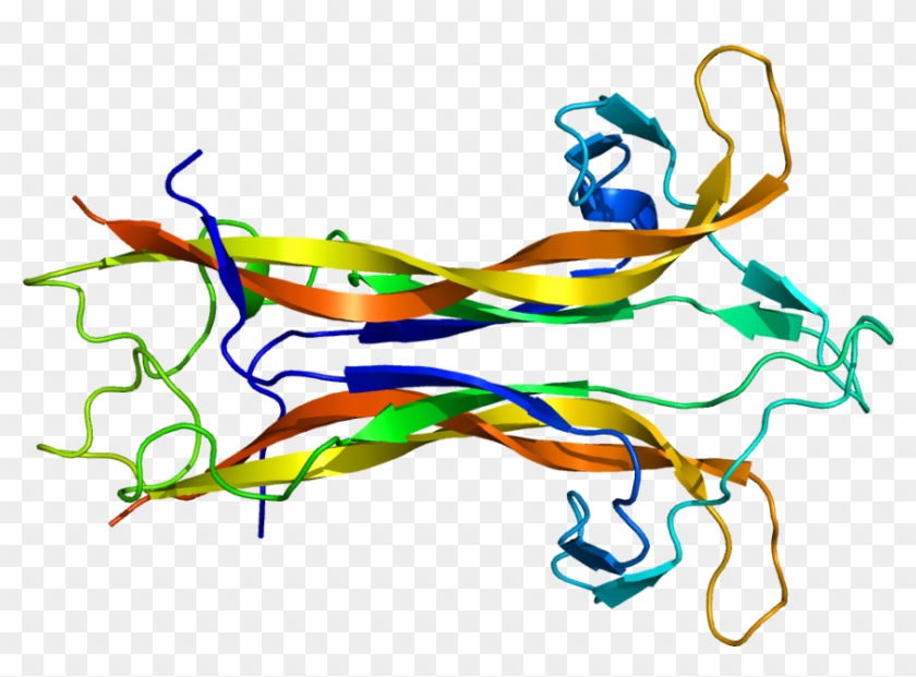 Higher Levels Of Brain-derived Neurotrophic Factor - Brain-derived Neurotrophic Factor #543590