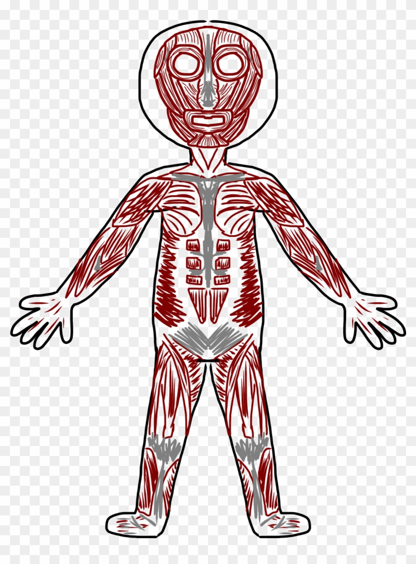 Anatomy Clipart Transparent - Body Systems Clipart #94747