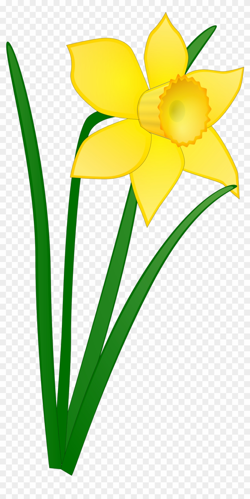 Daffodil Flower Clip Art Clipart Panda Free Clipart - Daffodil Clip Art #95152