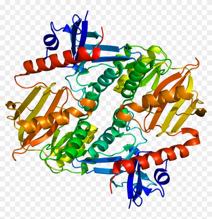 Synapsin Ii #545922
