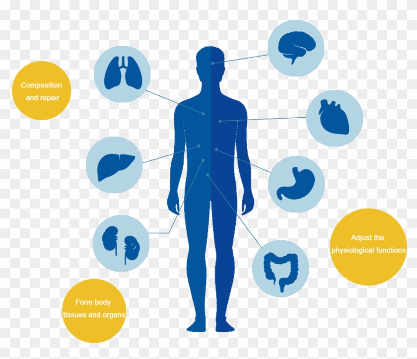 The Three Main Functions Of Protein Maintain Normal - Graphic Design #545939