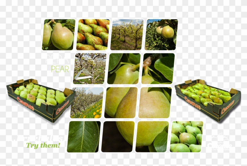 Portada Aceite Cosanse - Pear #546315