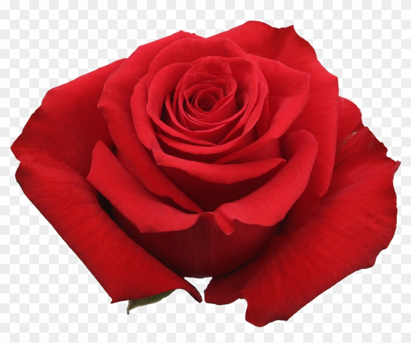 Rose Undercover - Rose Undercover #552723