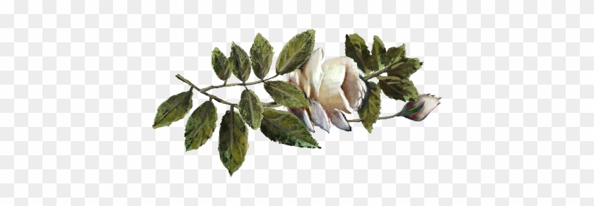 Spring Flowers, Autumn Leaves, Grapes White Rose Artwork - Bud #552822
