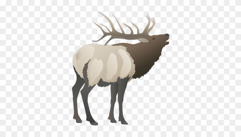 Ian Symbol Cervus Elaphus Buck - Cervus Elaphus #554849