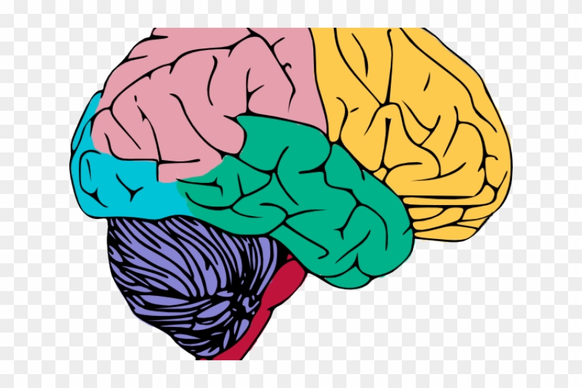 Brains Clipart Central Nervous System - Creative Process In The Individual [book] #559779