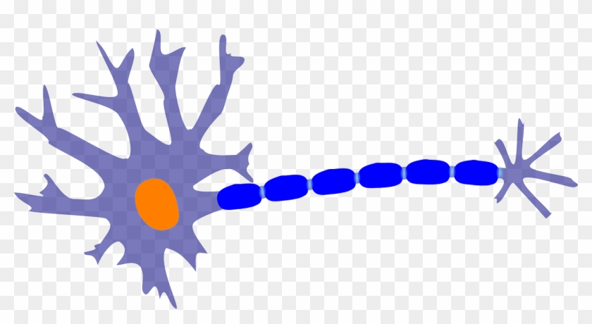 Nerve Neuron Nervous System Cell Clip Art - Nerve Neuron Nervous System Cell Clip Art #559821