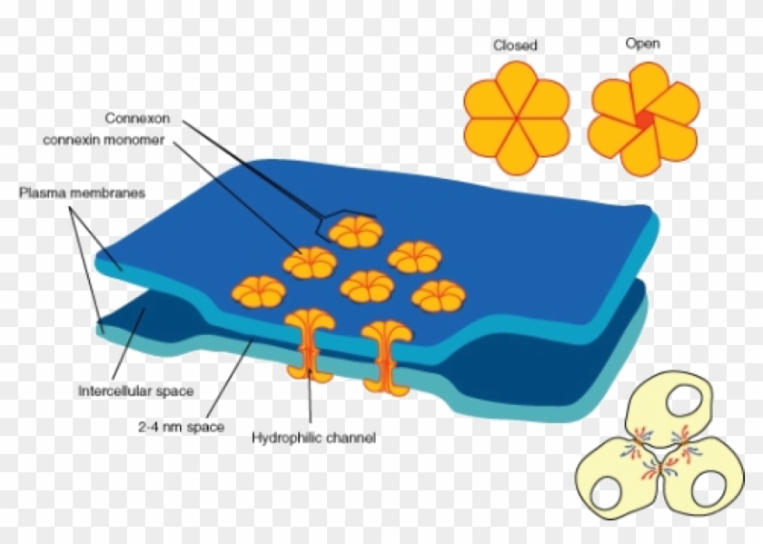 Electrical Synapses Are More Common In The Nervous - Gap Junction #559861