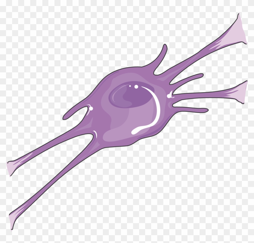 Oligodendrocyte - Oligodendrocyte #559947