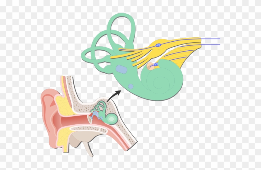 An Image Showing The Bipolar Neurons Inside Inner Ear - Cochlea #559984