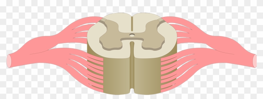 Spinal Cord Segments - Central Canal Spinal Cord #559996