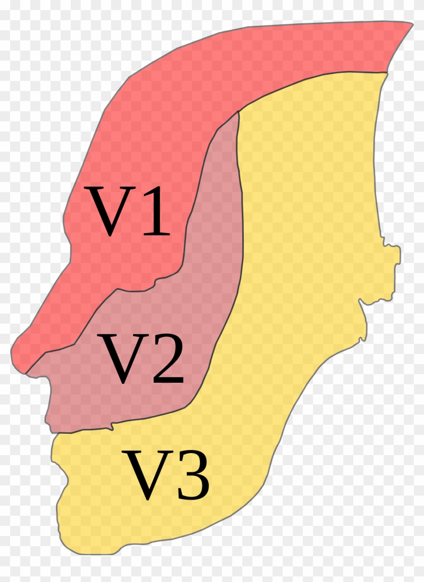 Trigeminal Nerve Distribution - Trigeminal Nerve Distribution #560012