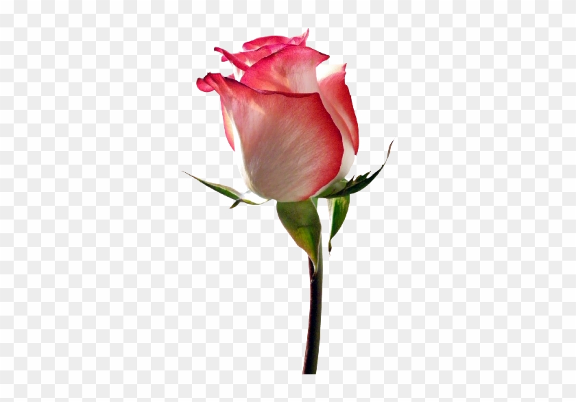 Garden Roses - Others - Garden Roses - Others #565477