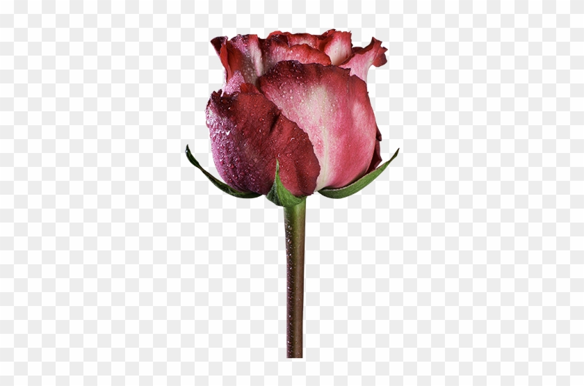 Garden Roses Centifolia Roses Pink Cut Flowers Black - Garden Roses Centifolia Roses Pink Cut Flowers Black #565679