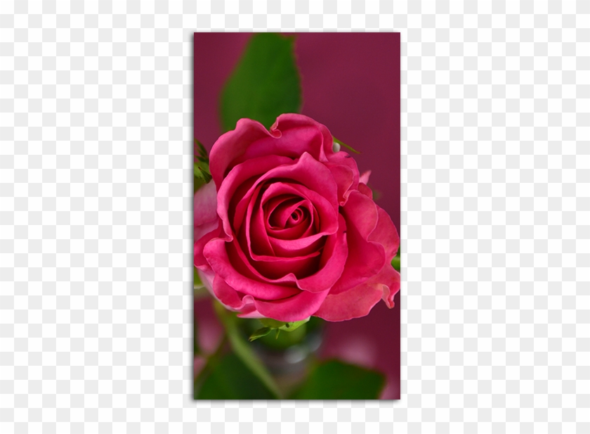 Pink Rose Mobile Wallpaper - Hd Pink Rose Wallpaper Mobile #565793