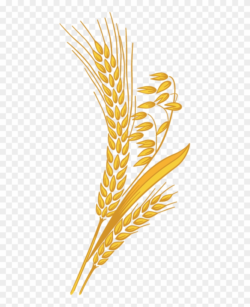 Wheat Png - Wheat Clipart Transparent Background #567834
