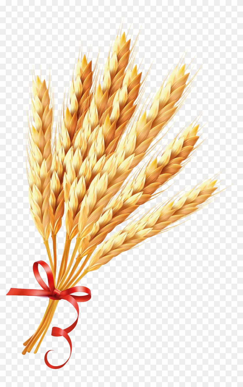Wheat Ear Euclidean Vector Illustration - Vector Graphics #568233