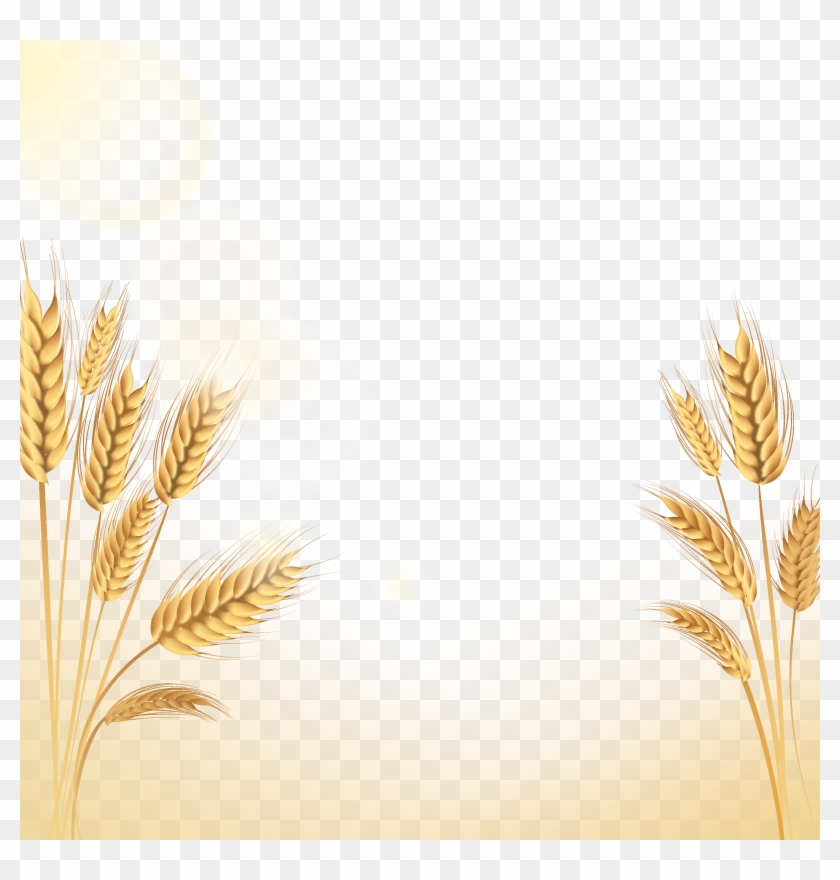Emmer Rice Euclidean Vector Icon - Emmer Rice Euclidean Vector Icon #568273