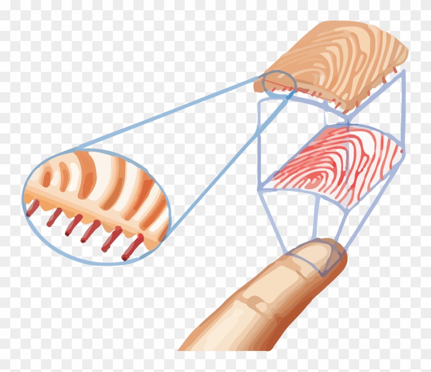 Built With Biometrics For The Real World - Fingerprint Multispectral Scanner Diagram #570795