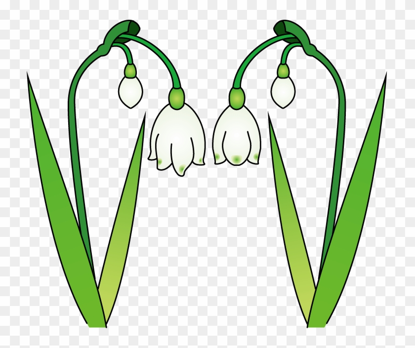 Snowdrops - Snowdrops #570875
