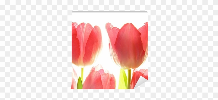 Close-up Of Bunch Of Red Tulips On White Background - Red #574000