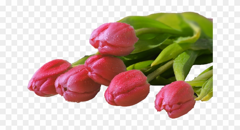 Red Tulips - Shirin - Cryptexmarble - Download #574015