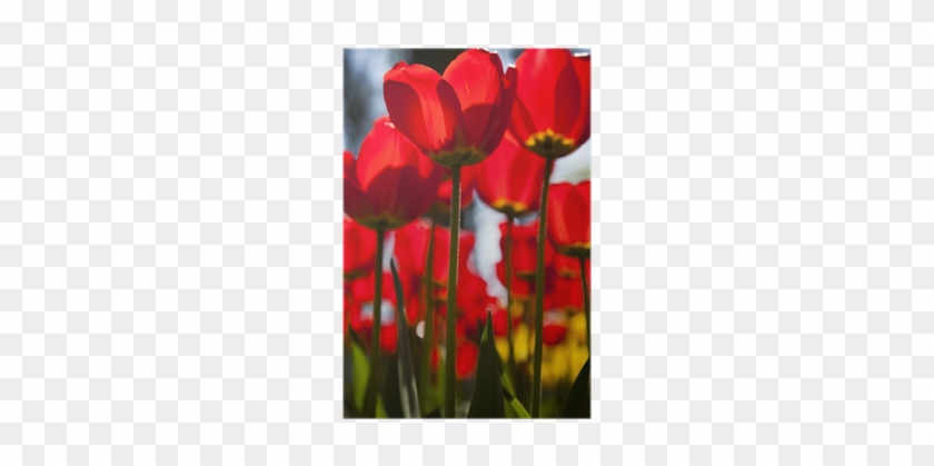 Tulip #574018